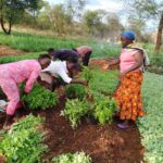 VEE Farming Initiative – Empowering Communities Through Sustainable Agriculture